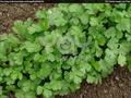 Coriandrum sativom